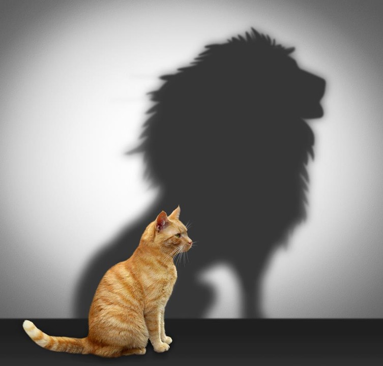 Cat with lion shadow